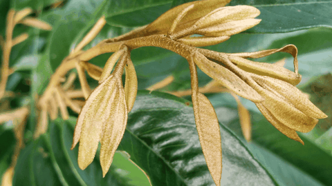 3 thời điểm bắt buộc phải chặn đọt khi trồng sầu riêng