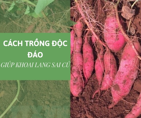 Muốn khoai lang sai củ, đừng bỏ qua cách trồng độc đáo này