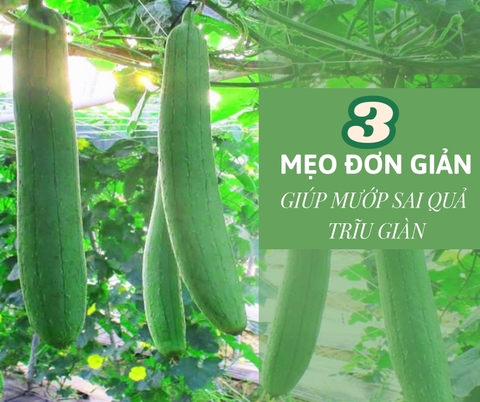 3 mẹo đơn giản giúp mướp sai quả trĩu giàn, hái mỏi tay