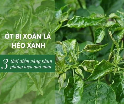 Ớt bị xoăn lá, héo xanh: Thời điểm vàng phun phòng bệnh hiệu quả nhất