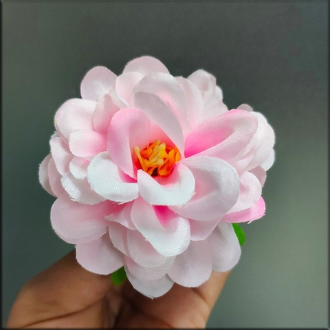 Hoa cúc pháp - Hồng đậm