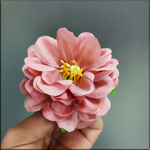 Hoa cúc pháp - Hồng vỏ đỗ
