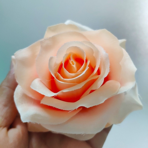Hoa hồng xoăn - Cam nhạt