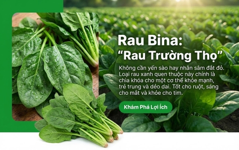 Cải bó xôi (Rau Bina) 