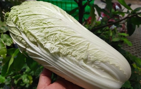 Cải Thảo Đà Lạt