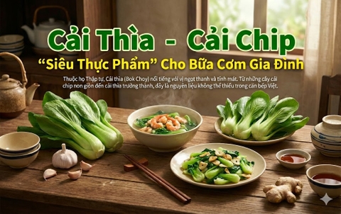 Cải Thìa (Cải Chip) 