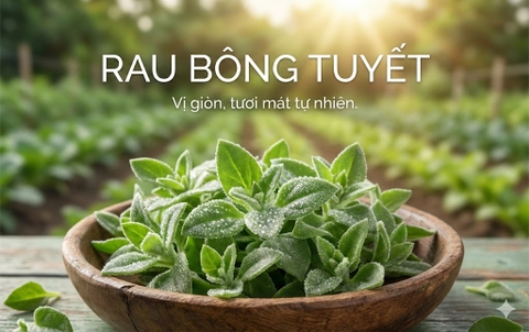 Rau Bông Tuyết Vẻ Đẹp 