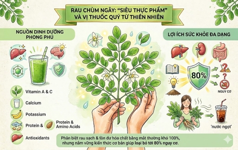 Rau Chùm Ngây: Siêu Thực Phẩm Dinh Dưỡng