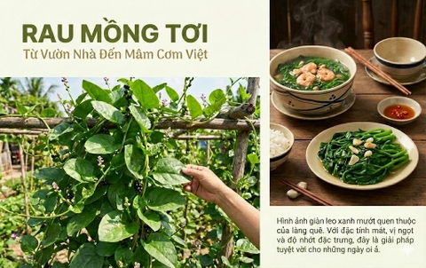Rau Mồng Tơi Từ Vườn Nhà Đến Mâm Cơm Việt