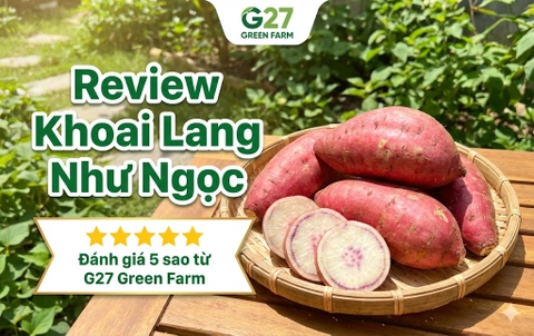 Review Khoai Lang Như ngọc - ảnh từ G27 Green Farm