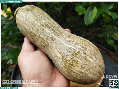 Bí đỏ hồ lô