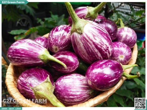 Cà tím sọc