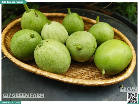 Dưa hấu non
