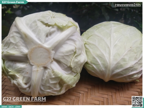 Bắp Cải Đà Lạt