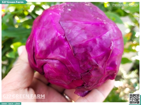 Bắp cải tím Baby