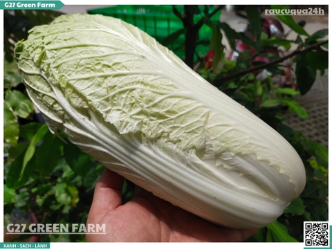 Cải thảo 1 cây 700g up