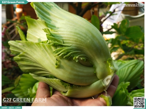 Lõi cải sậy (Cải muối dưa)