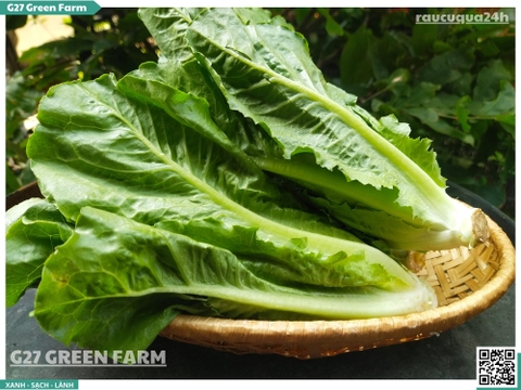 Xà lách Romaine 300g