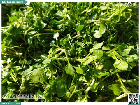 Xà lách xoong nhuyễn