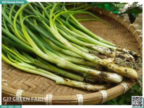 Hành hương (Hành đất) Đà Lạt