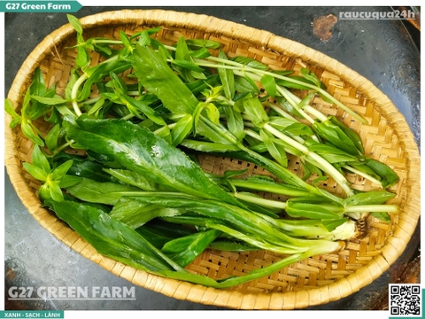 Rau nêm ôm gai 100g