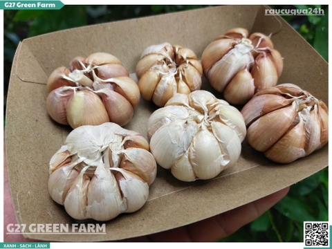 Củ tỏi tép lớn