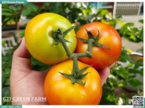 Cà chua beef 120g up