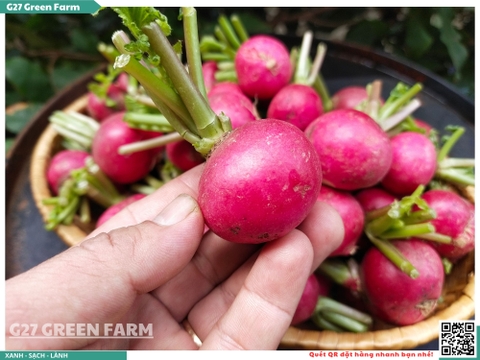 Củ cải đường