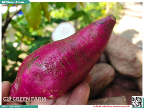 Khoai lang Như Ngọc