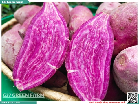 Khoai lang tím baby