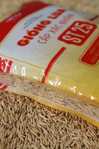 Thóc giống ST25