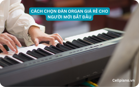 Mua đàn organ giá rẻ cho người mới bắt đầu
