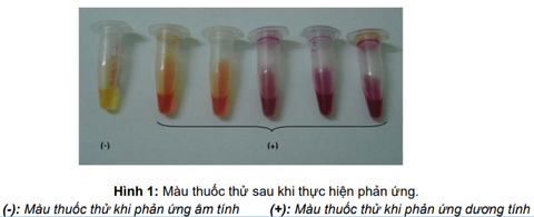 Dung dịch Test vi khuẩn HP - Helicobacter pylori (H. pylori)