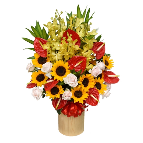 Chậu hoa hồng môn hướng dương