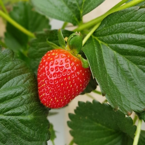 Cách Bảo Quản Dâu Tây Để Giữ Được Độ Tươi Ngon Lâu Nhất