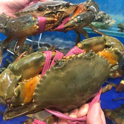 Cách Bảo Quản Cua Sống Để Giữ Tươi Ngon Và Chất Lượng