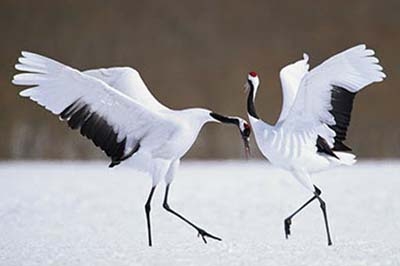 Ý Nghĩa Hình Ảnh Chim Hạc Trong Phong Thủy