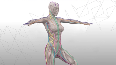 Tại sao Mạc (Fascia) & Mạc cơ (Myofascia) là kiến thức thiết yếu của Yoga