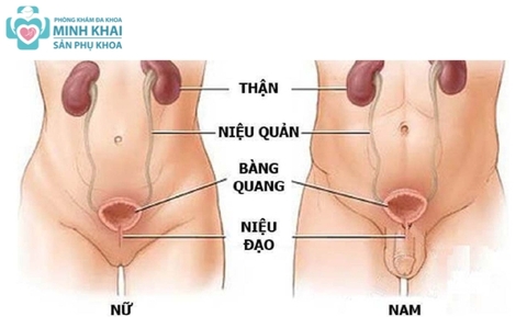 Dấu Hiệu Viêm Đường Tiết Niệu Nam Nguyên Nhân Và Cách Điều Trị