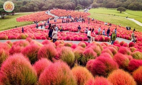 Lịch trình du lịch Nhật Bản chuyến hành trình từ Ibaraki đến Fuji và Tokyo