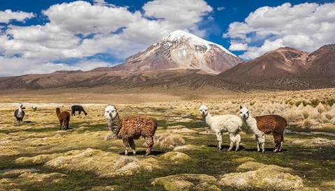 Du Lịch Thám Hiểm Tại Cao Nguyên Altiplano, Bolivia: Hành Trình Khám Phá Thiên Nhiên Hùng Vĩ