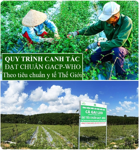 Trà cà gai leo Tịnh Tâm cao cấp hộp 20 túi lọc