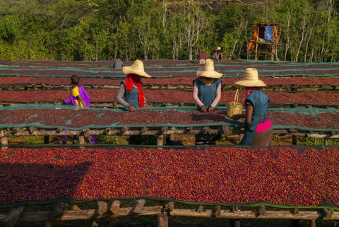 KENYA KARIMIKUI RUNGETO AA TOP