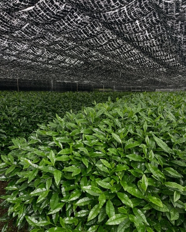 UJI MATCHA - CEREMONIAL GRADE