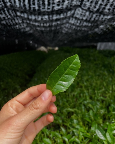 UJI MATCHA - CEREMONIAL GRADE