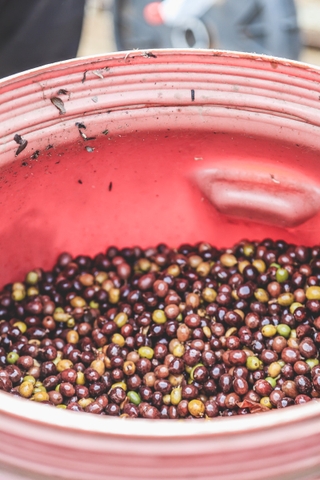 BRAZIL FAZENDA BOM JARDIM JESUS