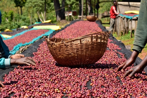 ETHIOPIA YIRGACHEFFE KOCHERE G1 ANAEROBIC WASHED