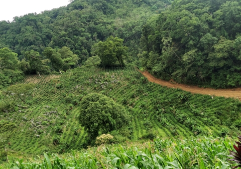 HONDURAS FINCA EL RUBÍ #1 COE 2025