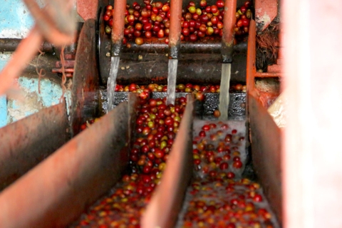 KENYA KARIMIKUI RUNGETO AA TOP