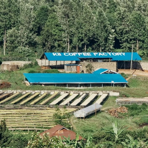 KENYA KARIMIKUI RUNGETO AA TOP